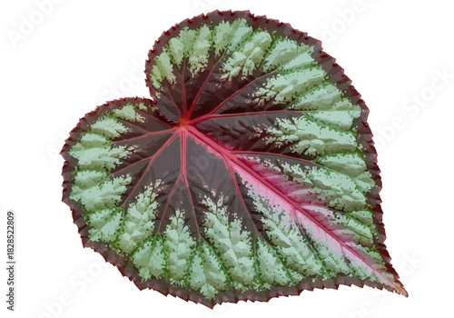 Begonia Leaf with Ornamental Pattern