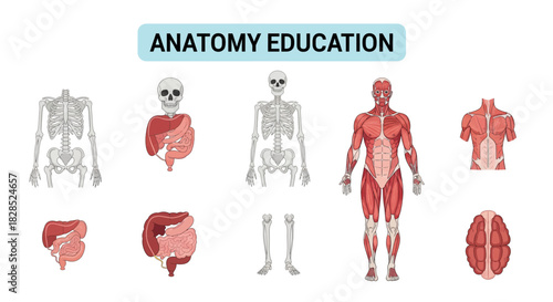 Anatomy Education Human Body Systems Medical Science Illustration.