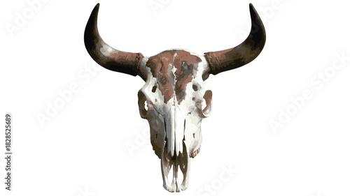 Detailed Bull Skull with Large Horns on White Background animal skull longhorns