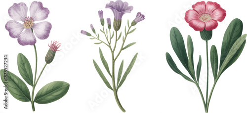 Flower Specimen Collection With Illustration Style Watercolor Botanical Scientific