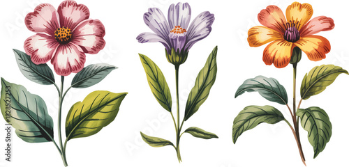 Illustration Style Collection Flower Specimen Scientific With Botanical Watercolor