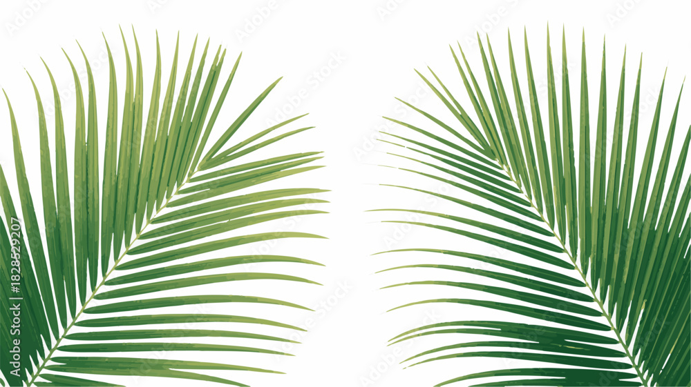 Fototapeta premium Two Green Palm Fronds Facing Each Other on White Background leaf tropical