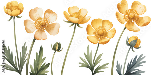 Golden With Flowers Petals Background Yellow Soft Delicate White Watercolor Buttercup