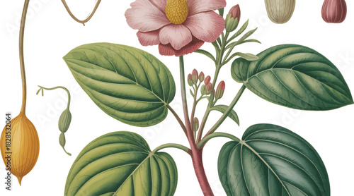 Detailed Scientific Botanical Illustration With Accuracy Artistic Flair Watercolor