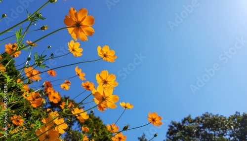 cosmos yellow flowers against blue sky