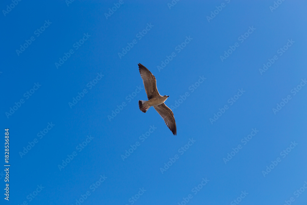Fototapeta premium A seagull bird flies in close-up against a blue sky background