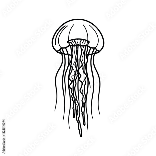 Elegant jellyfish illustration isolated on, showcasing its graceful form and intricate details in black and white