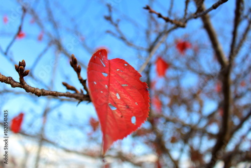 今にも落ちそうな枯れ葉