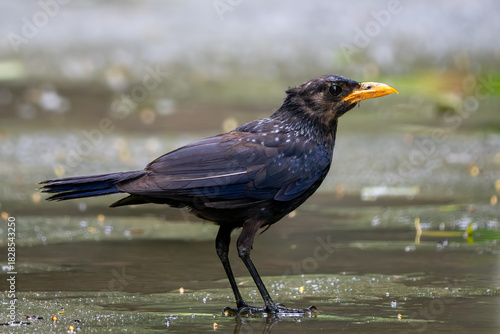 Blue Whistling Thrush - Myophonus caeruleus, beautiful, colored perching bird native to forests and woodlands of Asia, Vietnam.