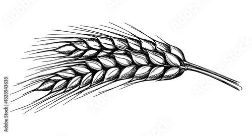 Detailed linear drawing of wheat ears on white background