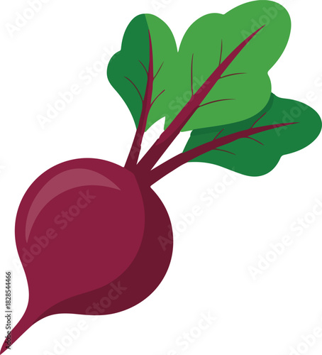 Fresh beetroot vector illustration with vibrant green leaves and a deep purple root isolated on black background.