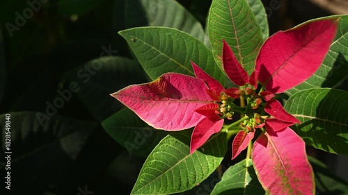 Euphorbia pulcherrima (poinsettia) is famous for its bright red and green foliage during the Christmas season and is widely used in Christmas decorations, becoming a symbol of the season. Mexico, USA
