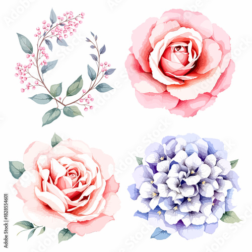 pink roses on white background