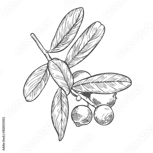 Cranberry branch on a white background. Hand drawn vector illustration of cranberry or cowberry.