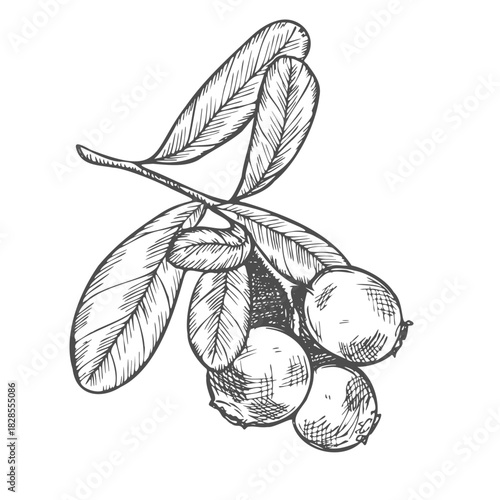 Cranberry branch on a white background. Hand drawn vector illustration of cranberry or cowberry.