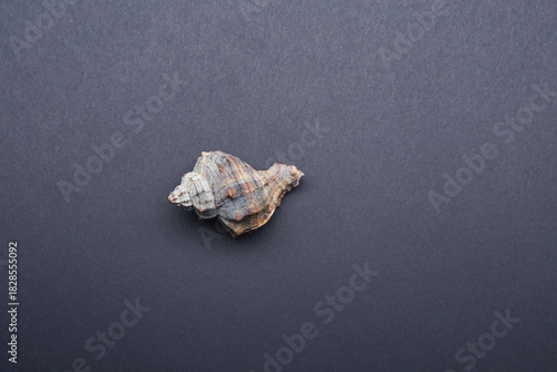 Spiral sea conch isolated on gray background showing natural marine texture and unique seashell shape for decoration concept