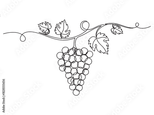 Vector Grapevine Illustration Decorative Vine with Grapes & Leaves
