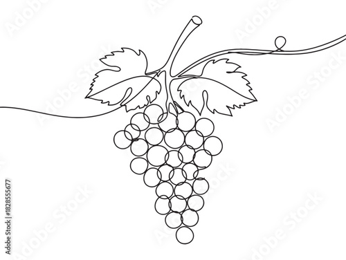Continuous single line drawing of a bunch of grapes on a vine vector