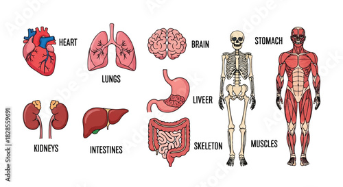 Human internal organs 2D vector illustration featuring essential anatomical parts with simple text labels, presented as a medical education diagram isolated on a clean white background.