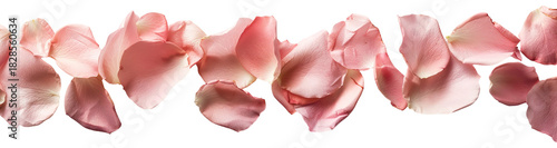 Wallpaper Mural A delicate arrangement of soft pink rose petals forms a beautiful horizontal strip. This versatile design is perfect for wedding decorations, crafts, or floral arrangements Torontodigital.ca