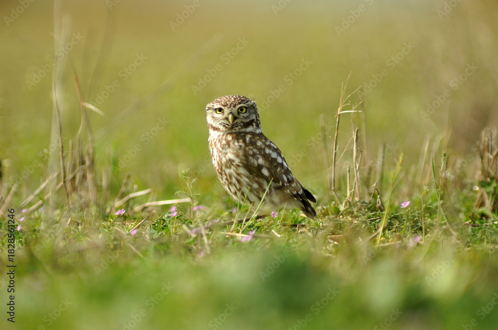 Fototapeta premium mochuelo en el campo