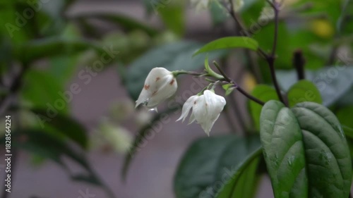 Delicate White Bleeding Heart Vine Flowers Against Green Foliage