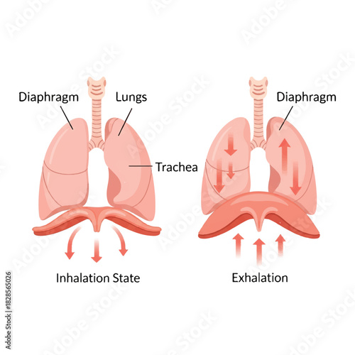 Diaphragm function in breathing is clearly demonstrated in this simple, flat 2D vector illustration detailing the anatomy of the lungs during inhalation and exhalation for science education.