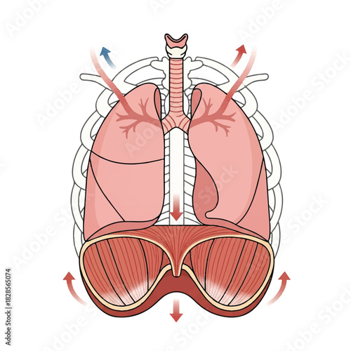 Diaphragm muscle, the primary respiratory organ responsible for human breathing, is clearly illustrated in a simplified 2D flat vector anatomy diagram set against a clean white background.