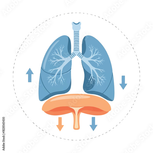 A clear 2D flat illustration showing the human lungs and diaphragm interacting during the vital process of inspiration and expiration on a clean white background.