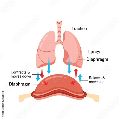 Flat 2D infographic illustrating the human diaphragm muscle movement during inhalation and exhalation mechanics in the respiratory system isolated on white.