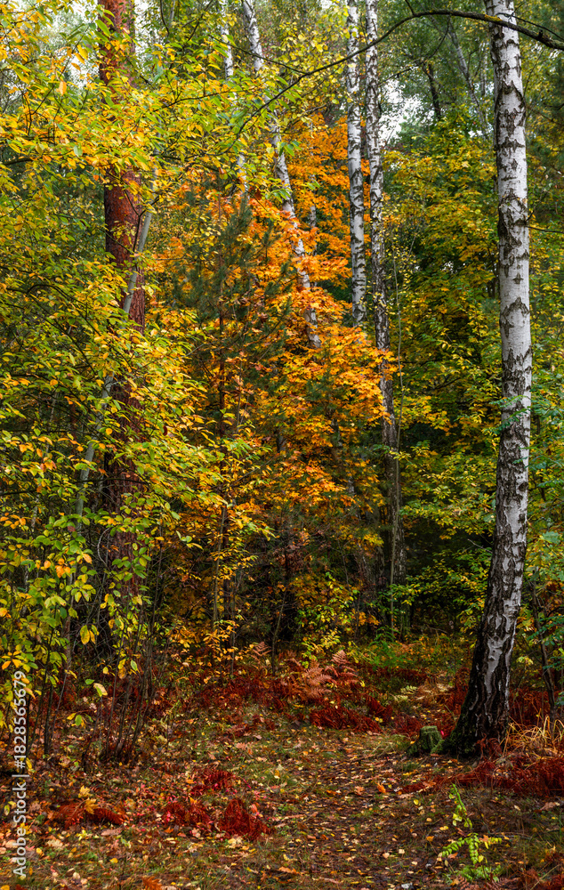 Obraz premium A walk in the autumn forest. Traveling along forest trails.