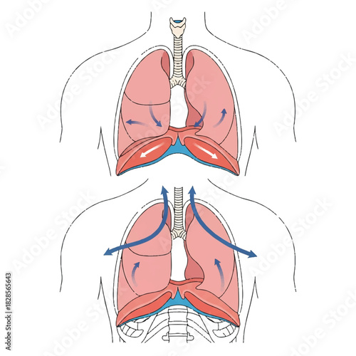 Flat 2D vector illustration detailing the anatomical action of the diaphragm muscle, demonstrating inhalation and exhalation processes by lifting and lowering the human lungs for respiration.