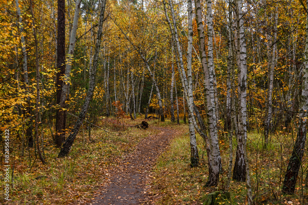 Obraz premium A walk in the autumn forest. Traveling along forest trails.