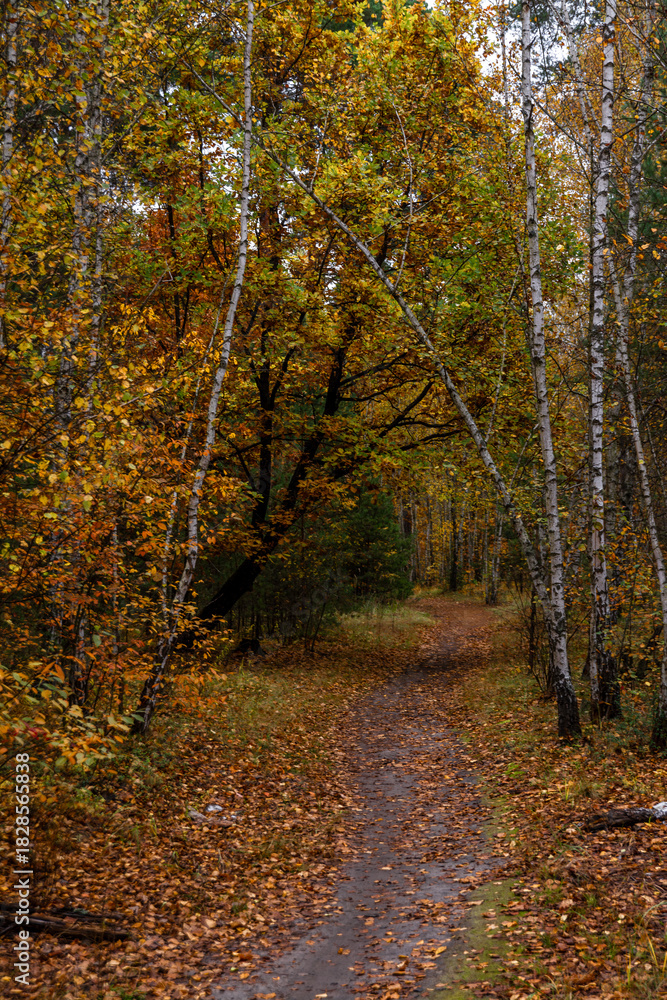 Obraz premium A walk in the autumn forest. Traveling along forest trails.