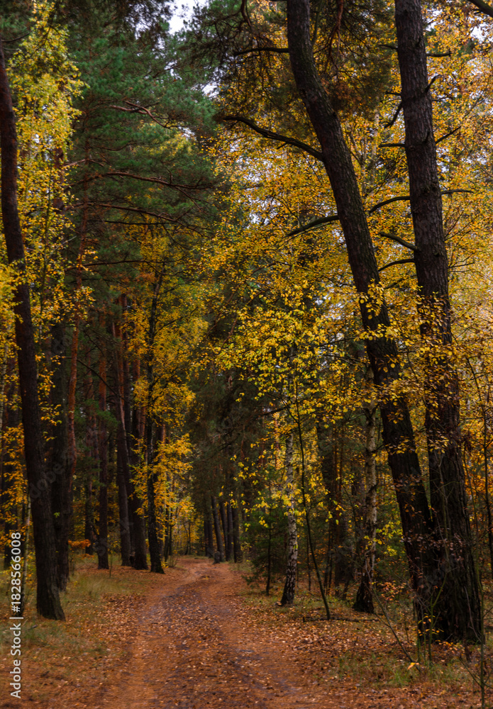 Fototapeta premium A walk in the autumn forest. Traveling along forest trails.