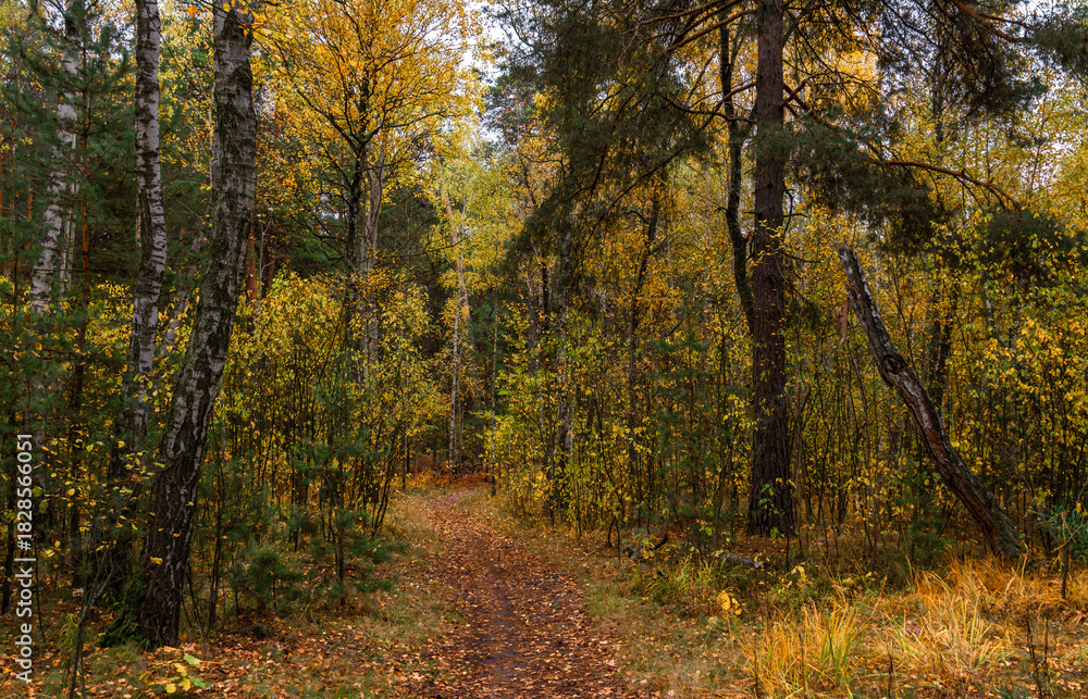 Obraz premium A walk in the autumn forest. Traveling along forest trails.