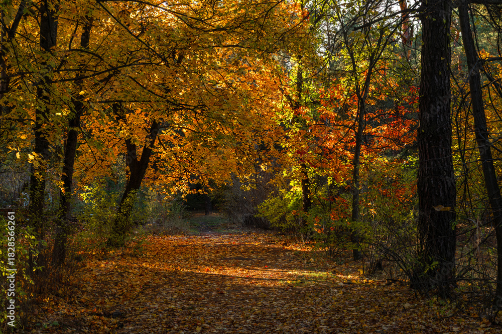 Obraz premium A walk in the autumn forest. Traveling along forest trails.