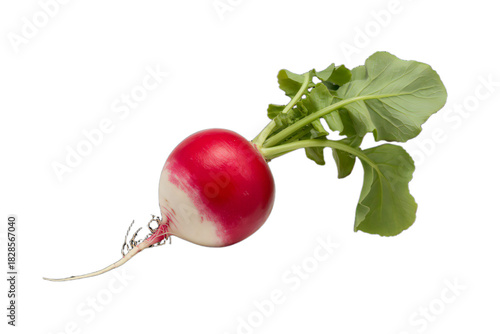 Fresh radish with green leaves on black background