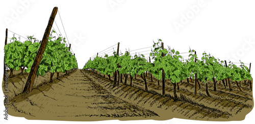 Vineyards on both sides of the path stretch to the horizon. Hand-drawn sketch of vineyards on vintage wooden supports. Hand drawn color sketch vector illustration isolated on white