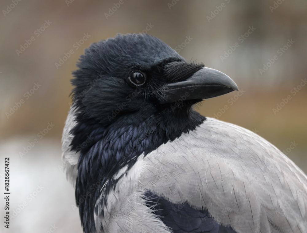 Obraz premium Hooded crow also called hoodie against urban environment background with space for your text. Shallow depth, selective focus.