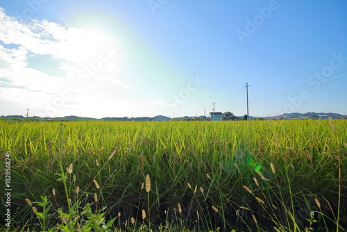 晴れ渡る空と収穫前の稲穂