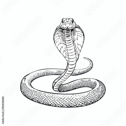 Hand-drawn cobra in coiled position with intricate line details

