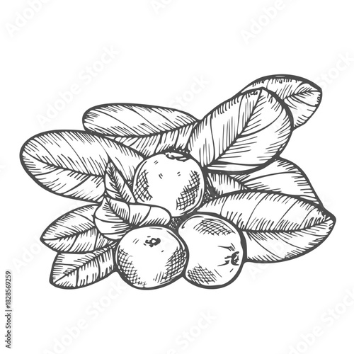 Cranberry vector ink hand drawn. Isolated botanical illustration