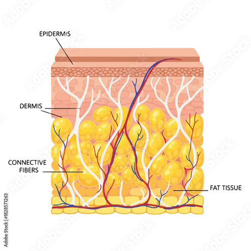 Human skin fat tissue anatomy is detailed in this flat 2D educational vector illustration, clearly showing the structure of adipose cells and strong connective collagen fibers isolated on white.