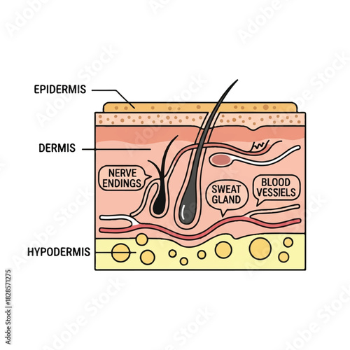 Detailed 2D flat vector illustration depicting a human skin cross-section, clearly displaying the major layers like the epidermis, dermis, and hypodermis on a clean white anatomical background.