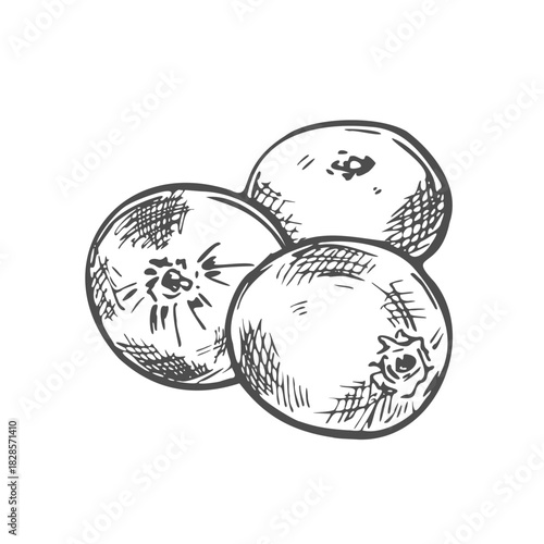 Cranberry Vector Outline Icon Isolated On White Background