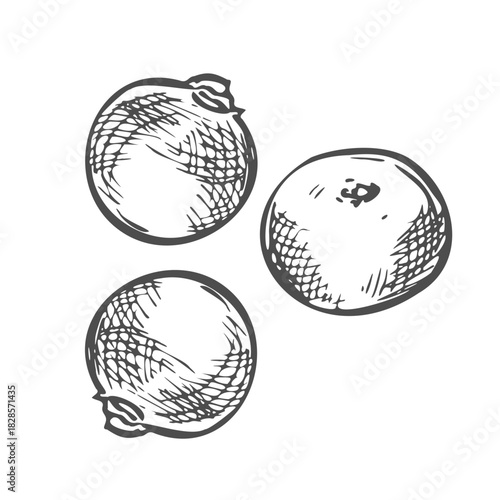 Cranberry Vector Outline Icon Isolated On White Background