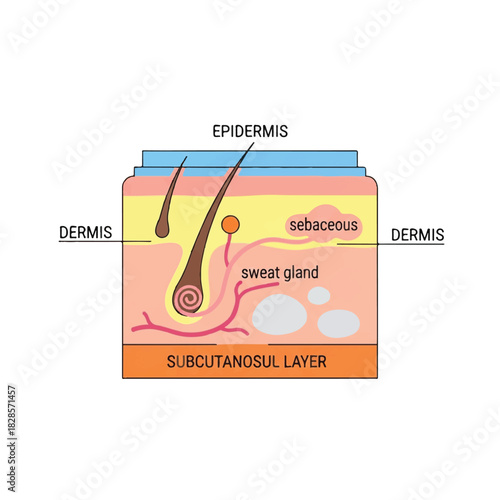 Minimal flat 2D vector graphic detailing the cross-section of human skin structure, explicitly labeling the epidermis, dermis, and subcutaneous layer for biology education.