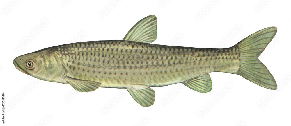 Obraz premium ソウギョのイラスト