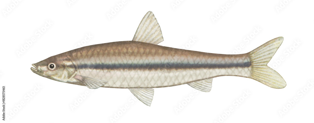 Obraz premium モツゴのイラスト